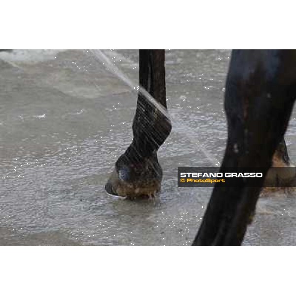 A morning at Endo Botti racing stable Pisa - San Rossore,7th nov.2012 ph.Stefano Grasso
