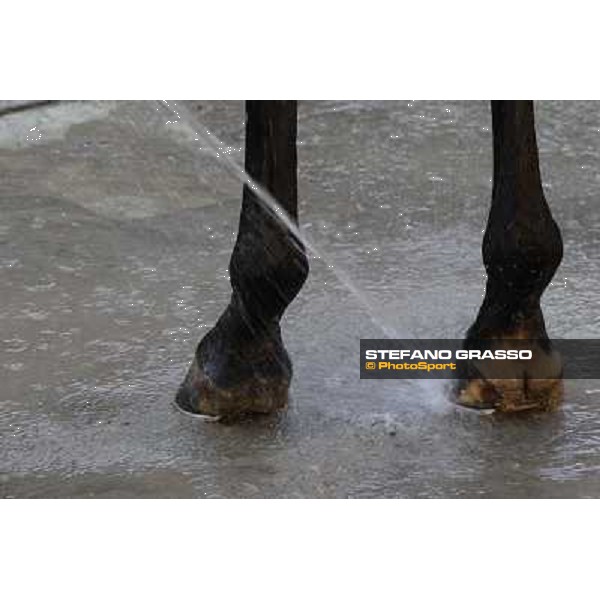 A morning at Endo Botti racing stable Pisa - San Rossore,7th nov.2012 ph.Stefano Grasso
