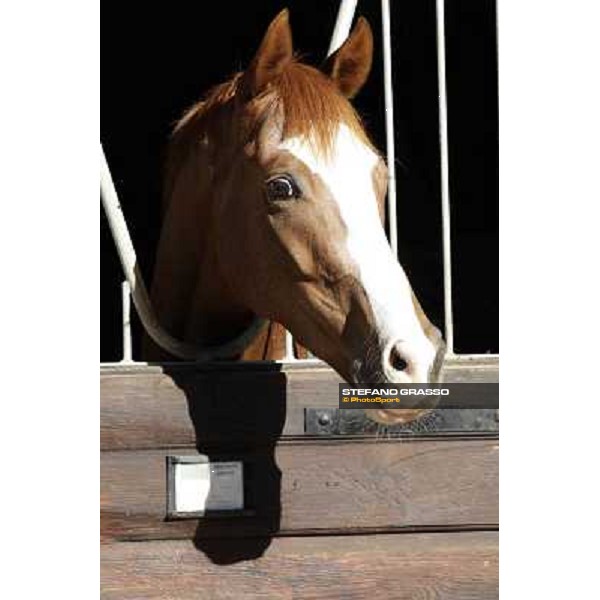 A morning at Endo Botti racing stable Pisa - San Rossore,7th nov.2012 ph.Stefano Grasso