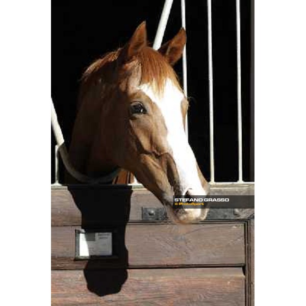 A morning at Endo Botti racing stable Pisa - San Rossore,7th nov.2012 ph.Stefano Grasso
