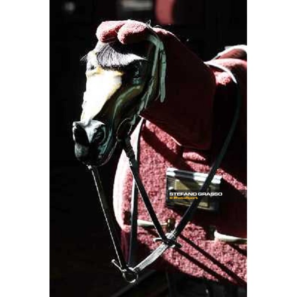 A morning at Endo Botti racing stable Pisa - San Rossore,7th nov.2012 ph.Stefano Grasso