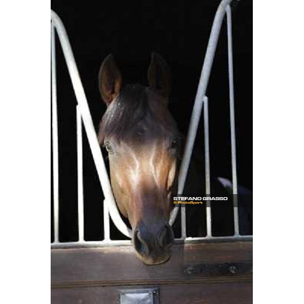 A morning at Endo Botti racing stable Pisa - San Rossore,7th nov.2012 ph.Stefano Grasso