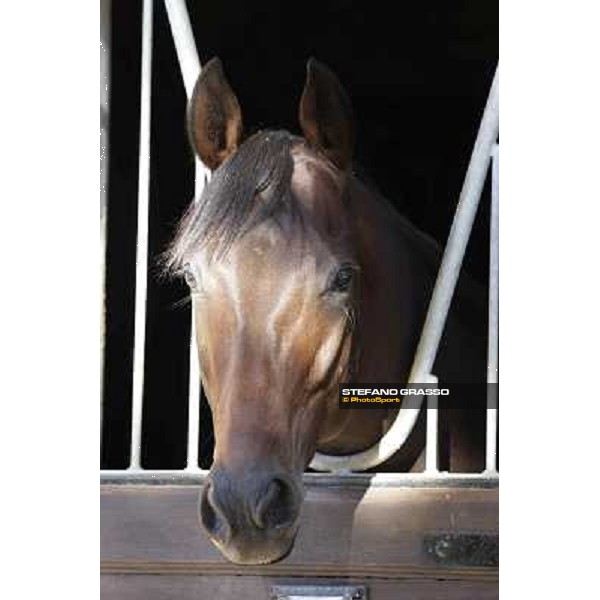 A morning at Endo Botti racing stable Pisa - San Rossore,7th nov.2012 ph.Stefano Grasso