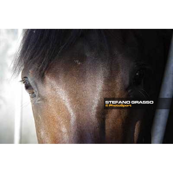 A morning at Endo Botti racing stable Pisa - San Rossore,7th nov.2012 ph.Stefano Grasso