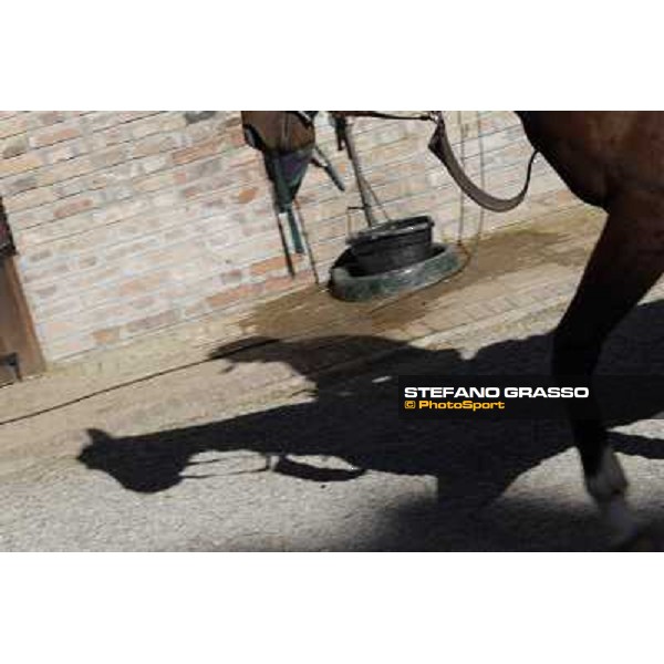 A morning at Endo Botti racing stable Pisa - San Rossore,7th nov.2012 ph.Stefano Grasso