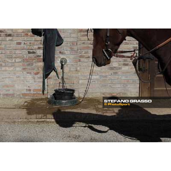 A morning at Endo Botti racing stable Pisa - San Rossore,7th nov.2012 ph.Stefano Grasso