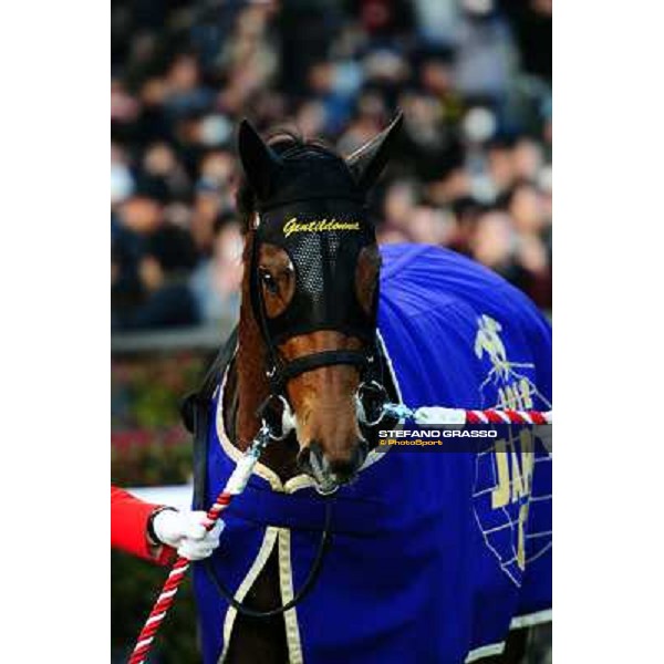 Gentildonna parades after winning the Japan Cup 2012 Tokyo - Fuchu racecourse, 25th nov.2012 ph.Peeo Ploff/Stefano Grasso