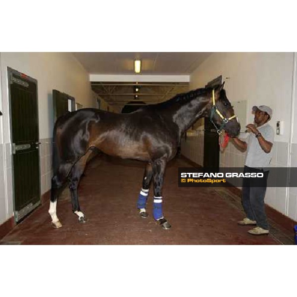 Becruz Nad El Sheba, Quarantine stable Dubai 25th march 2005 ph. Stefano Grasso