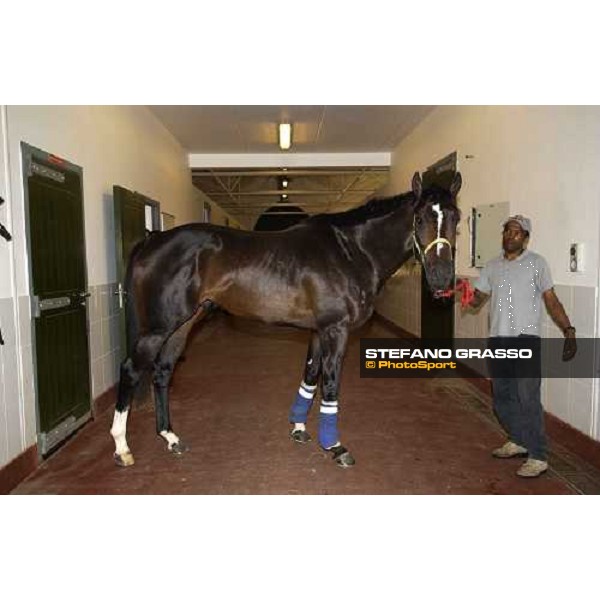 Becruz Nad El Sheba, Quarantine stable Dubai 25th march 2005 ph. Stefano Grasso