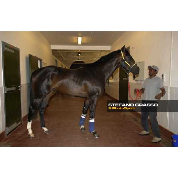 Becrux Nad El Sheba, Quarantine stable Dubai 25th march 2005 ph. Stefano Grasso