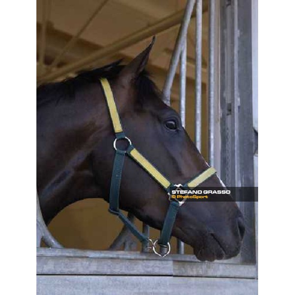 close up for Becrux Nad El Sheba, Quarantine stable Dubai 25th march 2005 ph. Stefano Grasso