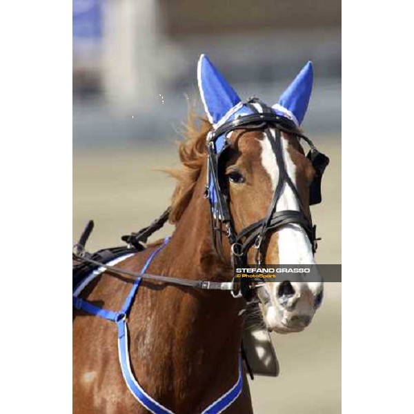 close up for Everglade As Torino Vinovo racetrack 4th april 2005 ph. Stefano Grasso