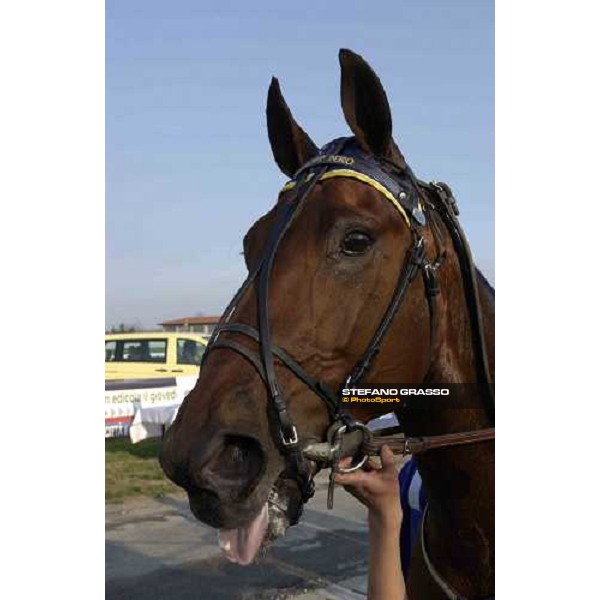 close up for Gigant Neo winner of Gran Premio Costa Azzurra 2005 Torino, 4th april 2005 ph. Stefano Grasso
