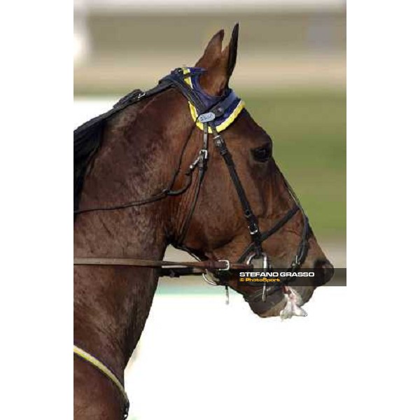 close up for Gigant Neo, winner of the Gran Premio Costa Azzurra 2005 Torino, 4th april 2005 ph. Stefano Grasso