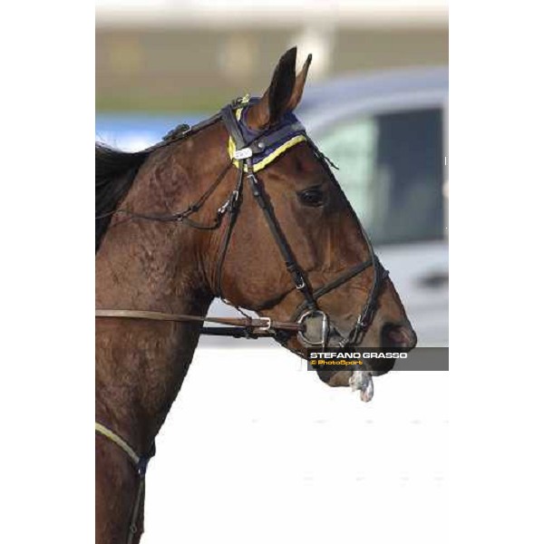 close up for Gigant Neo, winner of the Gran Premio Costa Azzurra 2005 Torino, 4th april 2005 ph. Stefano Grasso