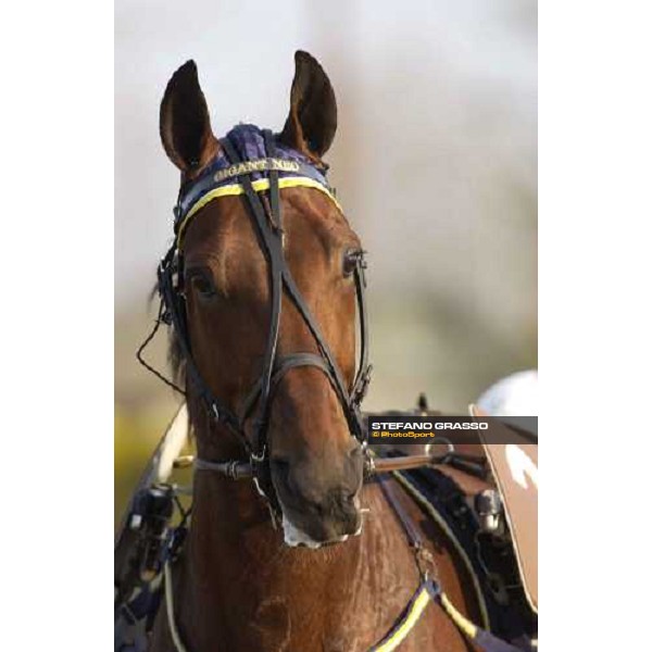 close up for Gigant Neo, winner of The Gran Premio Costa Azzurra 2005 Torino, 4th april 2005 ph. Stefano Grasso