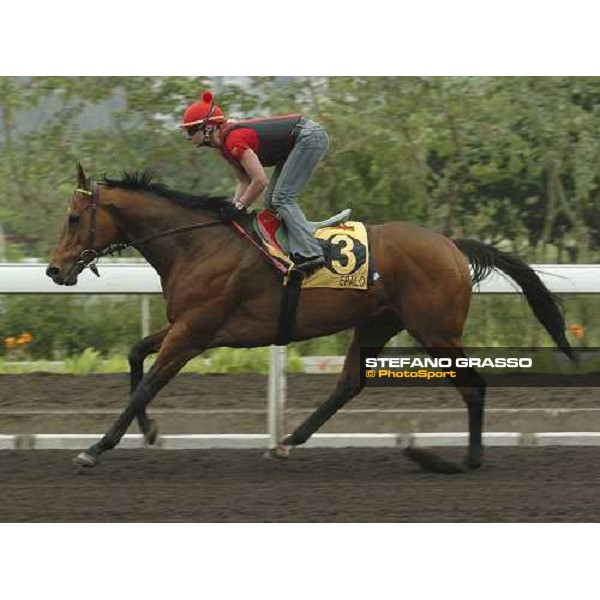 Epalo Sha Tin morning works Hong Kong, 21st april 2005 ph. Jean Charles Briens