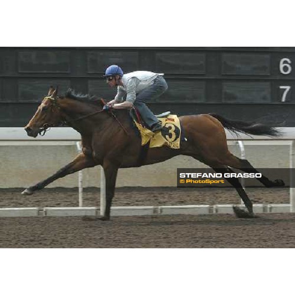Epalo Shat Tin morning works 22th april 2005 ph. Jean Charles Briens