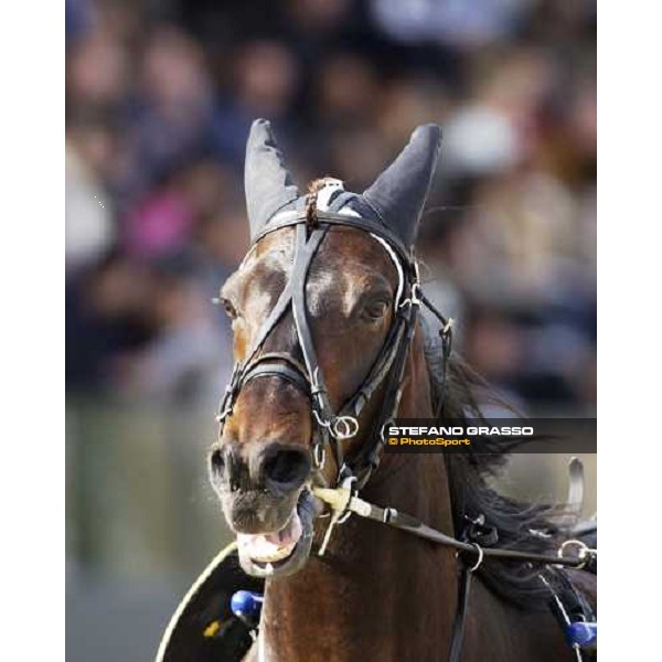close up for Ech˜ dei Veltri Milano, San Siro racetrack 25th april 2005 ph. Stefano Grasso