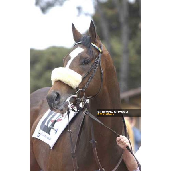 close up for Scartozz Rome Capannelle 24th april 2005 ph. Stefano Grasso