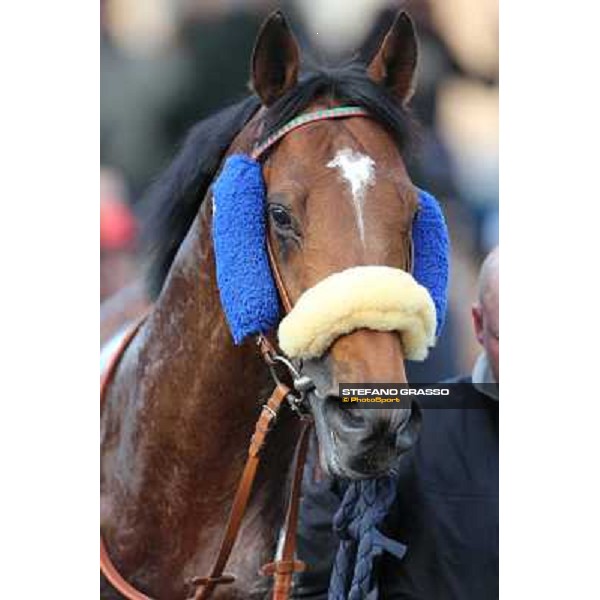 Figli Fanesi Rome - Capannelle racecourse,23rd dec.2012 ph.Stefano Grasso