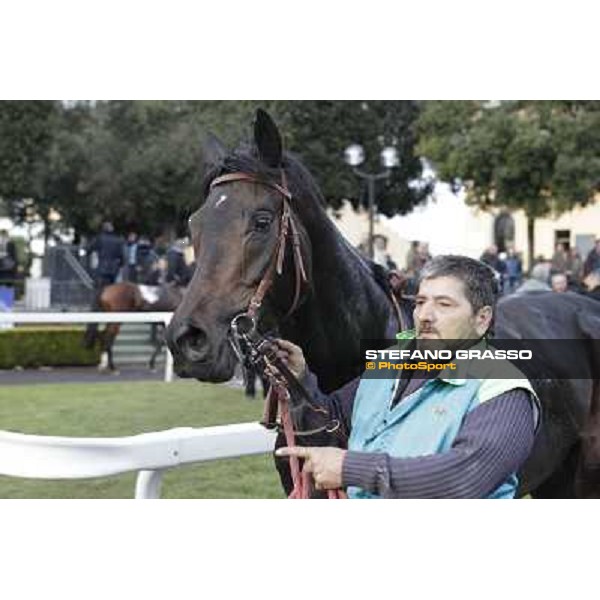 Dogma Noir parades after winning the Premio Unire Rome - Capannelle racecourse,23rd dec.2012 ph.Stefano Grasso