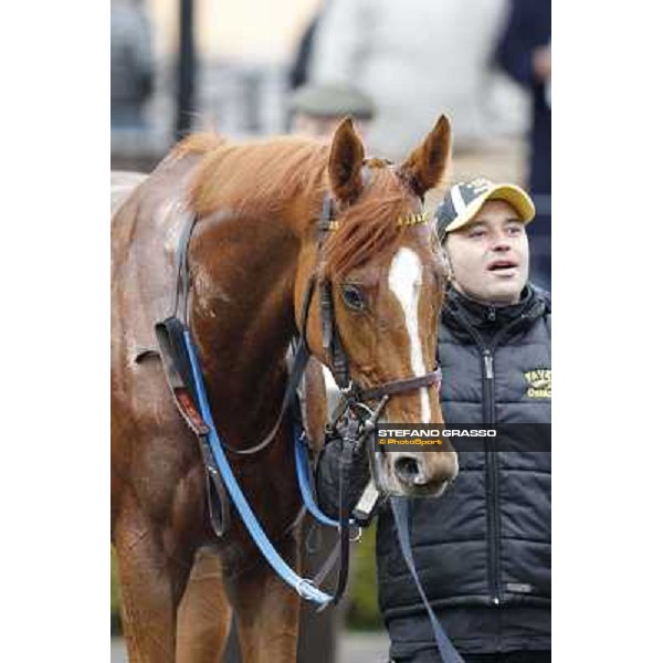 Serica winner of the Premio Criterium D\'Inverno Rome, Capannelle racecourse, 12th january 2013 ph.Stefano Grasso
