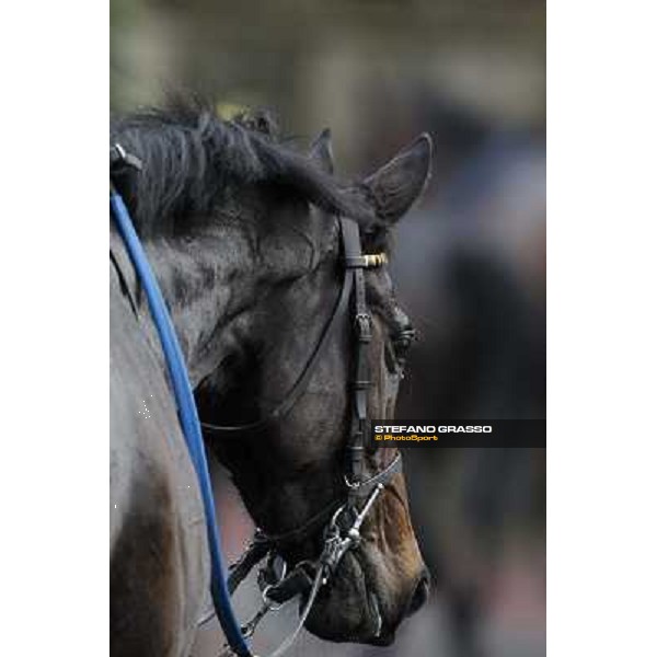 Taxe Comprise winner of the 35° Steeple Chase dell Capannelle Rome, Capannelle racecourse, 12th january 2013 ph.Stefano Grasso
