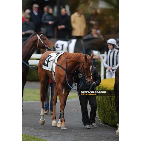Serica winner of the Premio Criterium D\'Inverno Rome, Capannelle racecourse, 12th january 2013 ph.Stefano Grasso