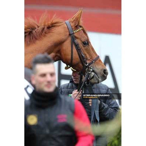 Serica winner of the Premio Criterium D\'Inverno Rome, Capannelle racecourse, 12th january 2013 ph.Stefano Grasso