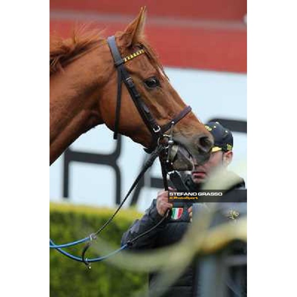 Serica winner of the Premio Criterium D\'Inverno Rome, Capannelle racecourse, 12th january 2013 ph.Stefano Grasso