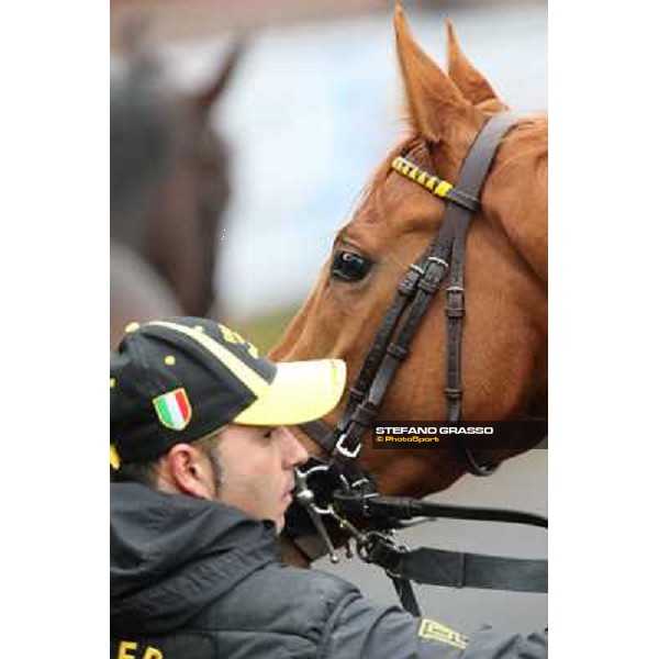 Serica winner of the Premio Criterium D\'Inverno Rome, Capannelle racecourse, 12th january 2013 ph.Stefano Grasso