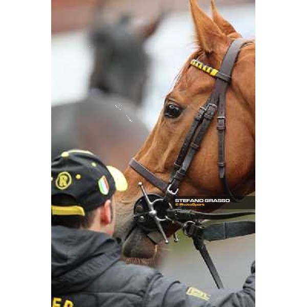 Serica winner of the Premio Criterium D\'Inverno Rome, Capannelle racecourse, 12th january 2013 ph.Stefano Grasso