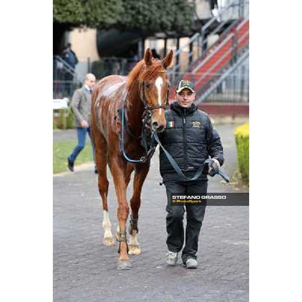 Serica winner of the Premio Criterium D\'Inverno Rome, Capannelle racecourse, 12th january 2013 ph.Stefano Grasso