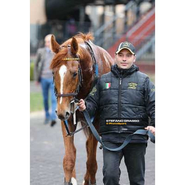 Serica winner of the Premio Criterium D\'Inverno Rome, Capannelle racecourse, 12th january 2013 ph.Stefano Grasso