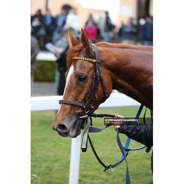 Serica winner of the Premio Criterium D\'Inverno Rome, Capannelle racecourse, 12th january 2013 ph.Stefano Grasso