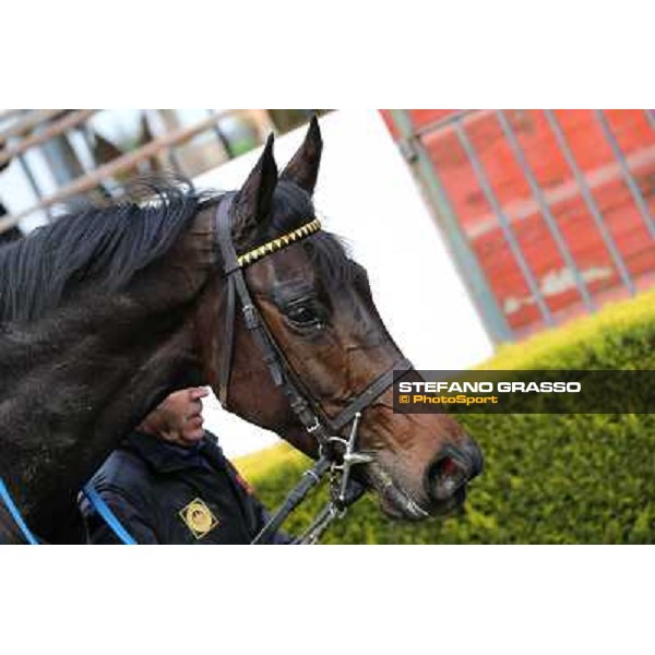 Taxe Comprise winner of the 35° Steeple Chase dell Capannelle Rome, Capannelle racecourse, 12th january 2013 ph.Stefano Grasso