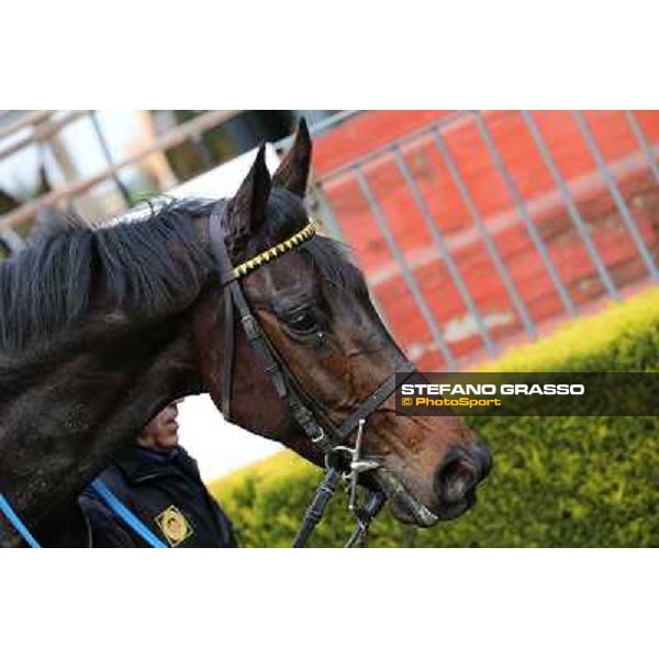Taxe Comprise winner of the 35° Steeple Chase dell Capannelle Rome, Capannelle racecourse, 12th january 2013 ph.Stefano Grasso