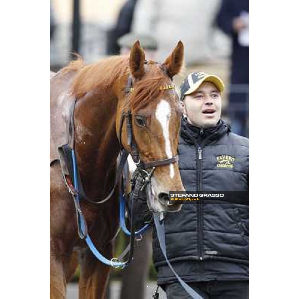 Serica winner of the Premio Criterium D\'Inverno Rome, Capannelle racecourse, 12th january 2013 ph.Stefano Grasso