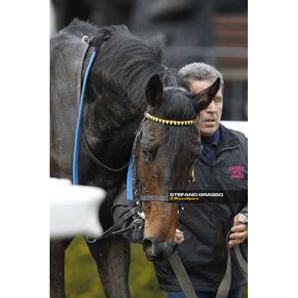 Taxe Comprise winner of the 35° Steeple Chase dell Capannelle Rome, Capannelle racecourse, 12th january 2013 ph.Stefano Grasso