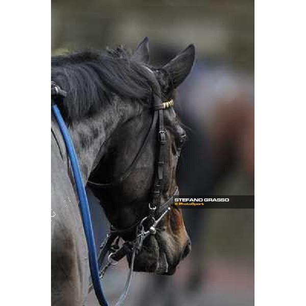Taxe Comprise winner of the 35° Steeple Chase dell Capannelle Rome, Capannelle racecourse, 12th january 2013 ph.Stefano Grasso