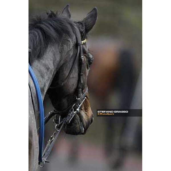 Taxe Comprise winner of the 35° Steeple Chase dell Capannelle Rome, Capannelle racecourse, 12th january 2013 ph.Stefano Grasso