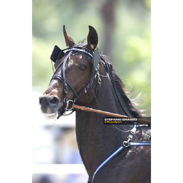 close up for Digger Crown winner of 2nd leg of Gran Premio Lotteria, during the first turn Napoli, 8th may 2005 ph. Stefano Grasso