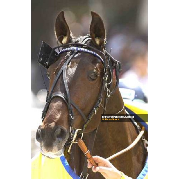 close up for Digger Crown winner of 2nd leg of Gran Premio Lotteria Napoli, 8th may 2005 ph. Stefano Grasso
