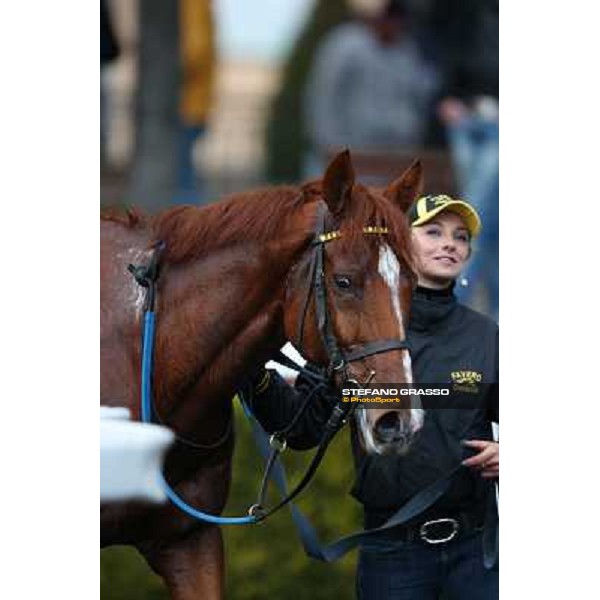 Cross Fade parades with his groom after winning the 65° Gran Corsa di Siepi di Roma Rome, Capannelle racecourse, 19th january 2013 ph.Stefano Grasso