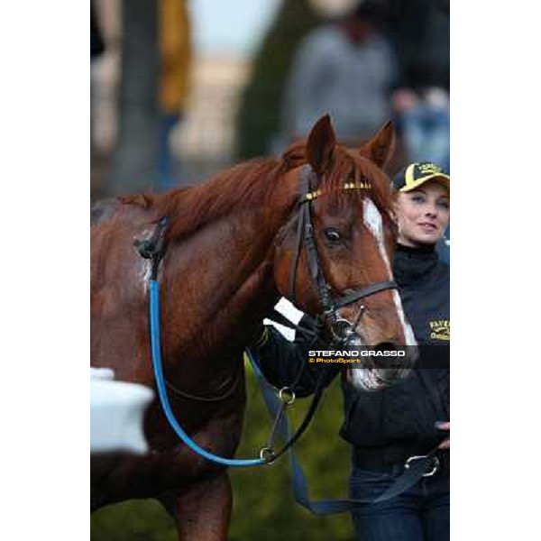 Cross Fade parades with his groom after winning the 65° Gran Corsa di Siepi di Roma Rome, Capannelle racecourse, 19th january 2013 ph.Stefano Grasso