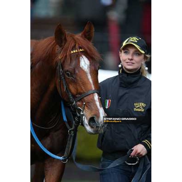 Cross Fade parades with his groom after winning the 65° Gran Corsa di Siepi di Roma Rome, Capannelle racecourse, 19th january 2013 ph.Stefano Grasso