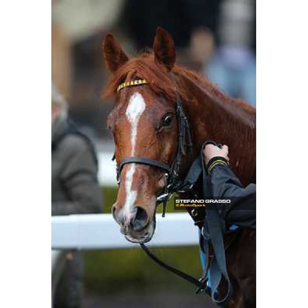 Cross Fade parades with his groom after winning the 65° Gran Corsa di Siepi di Roma Rome, Capannelle racecourse, 19th january 2013 ph.Stefano Grasso