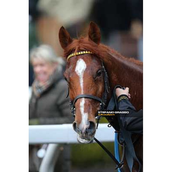 Cross Fade parades with his groom after winning the 65° Gran Corsa di Siepi di Roma Rome, Capannelle racecourse, 19th january 2013 ph.Stefano Grasso