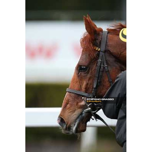 Cross Fade parades with his groom after winning the 65° Gran Corsa di Siepi di Roma Rome, Capannelle racecourse, 19th january 2013 ph.Stefano Grasso